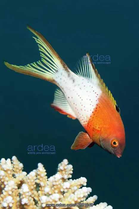 : Lyre-tail hogfish (Bodianus anthioides), Red Sea : Lyre-tail hogfish (Bodianus anthioides), Red Sea