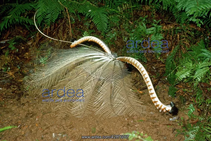 : LYREBIRD - male in full display : LYREBIRD - male in full display