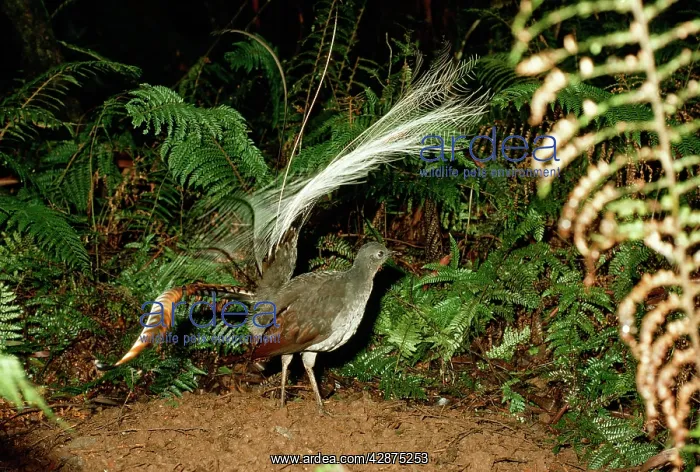 : LYREBIRD male, displaying with elevated tail : LYREBIRD male, displaying with elevated tail