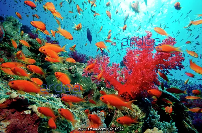 : Lyretail anthias Pseudanthias squamipinnis : Lyretail anthias Pseudanthias squamipinnis