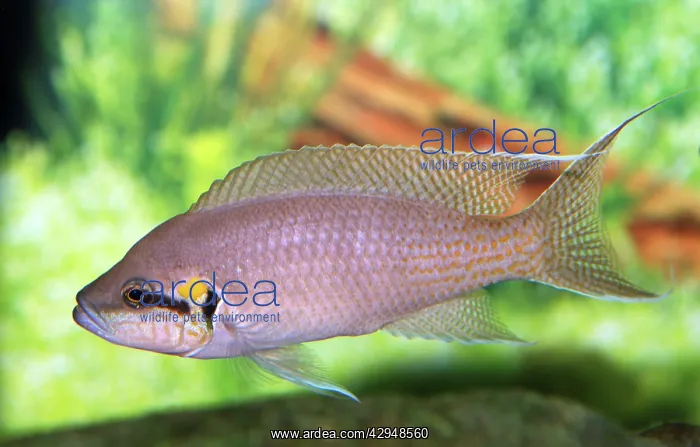 : Lyretail Cichlid : Lyretail Cichlid