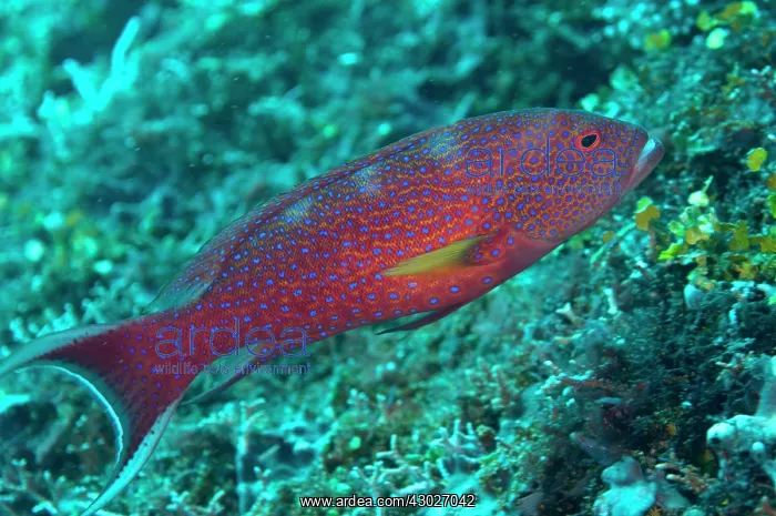 : Lyretail Grouper : Lyretail Grouper