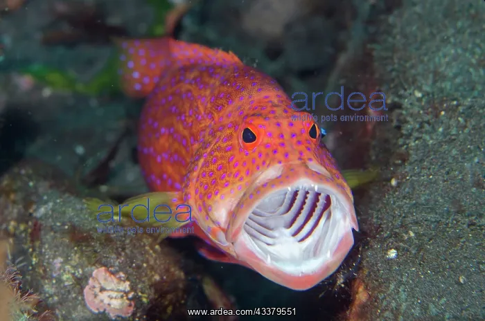 : Lyretail Grouper : Lyretail Grouper