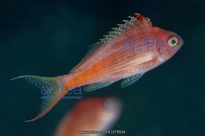 : Lyretail Hawkfish : Lyretail Hawkfish