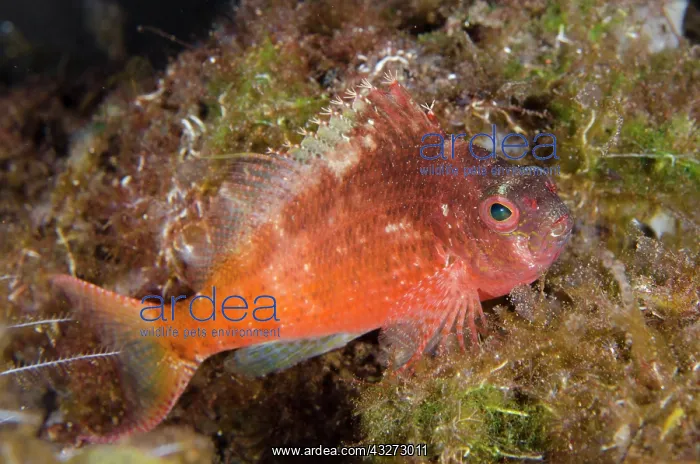 : Lyretail Hawkfish - Kubu, Tulamben, Karangasem Regency, Bali : Lyretail Hawkfish - Kubu, Tulamben, Karangasem Regency, Bali