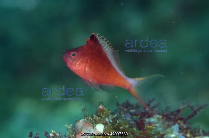 : Lyretail Hawkfish - Sedam dive site, Amed, Bali : Lyretail Hawkfish - Sedam dive site, Amed, Bali