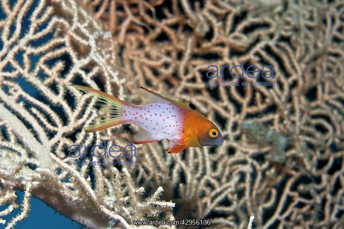 : Lyretail Hogfish : Lyretail Hogfish