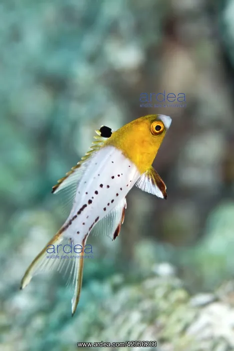 : Lyretail Hogfish : Lyretail Hogfish