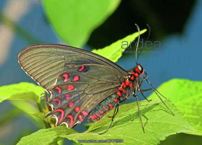 : Lysander Cattleheart Butterfly : Lysander Cattleheart Butterfly