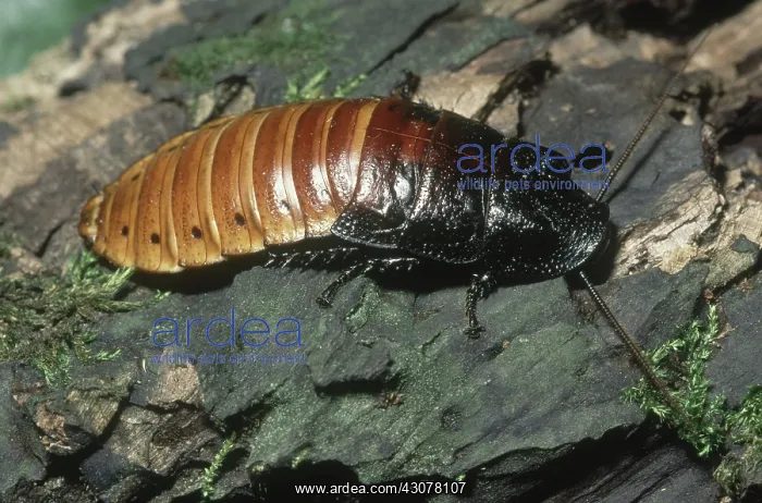 : Maagascar Hissing Cockroach : Maagascar Hissing Cockroach