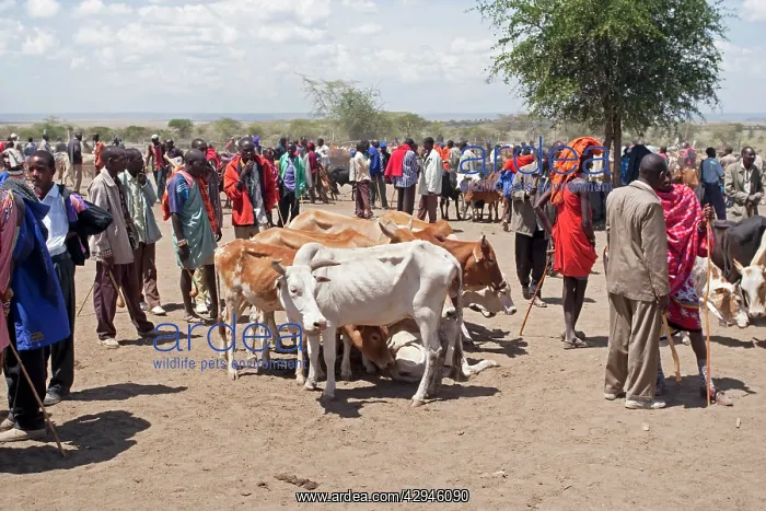 : Maasai Cattle Market : Maasai Cattle Market