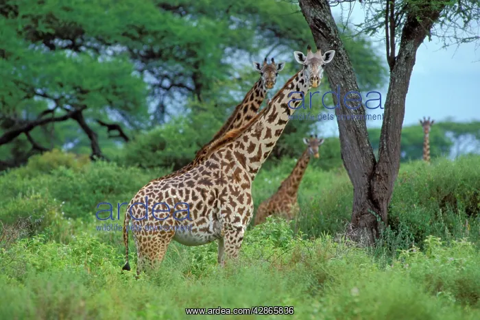 : Maasai Giraffe : Maasai Giraffe