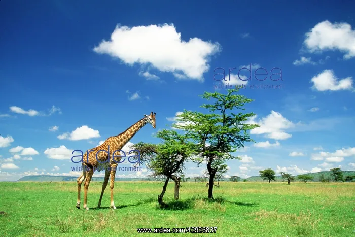  : Maasai Giraffe