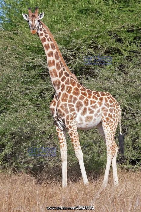 : Maasai Giraffe : Maasai Giraffe