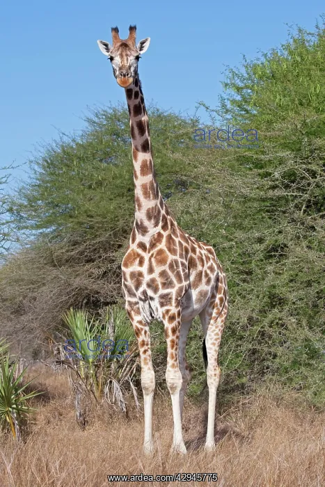 : Maasai Giraffe : Maasai Giraffe
