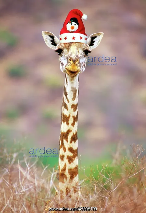  : Maasai Giraffe
