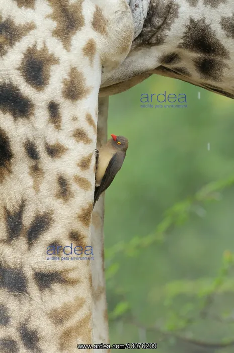 : Maasai Giraffe : Maasai Giraffe