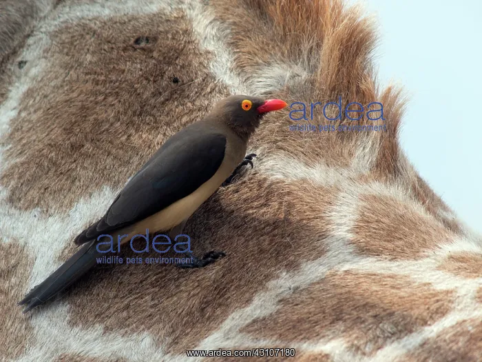 : Maasai Giraffe : Maasai Giraffe