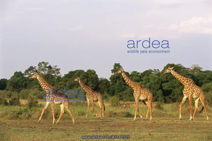 : Maasai Giraffe : Maasai Giraffe