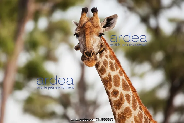 : Maasai Giraffe : Maasai Giraffe
