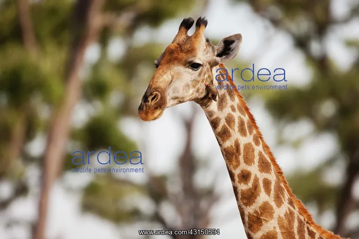 : Maasai Giraffe : Maasai Giraffe
