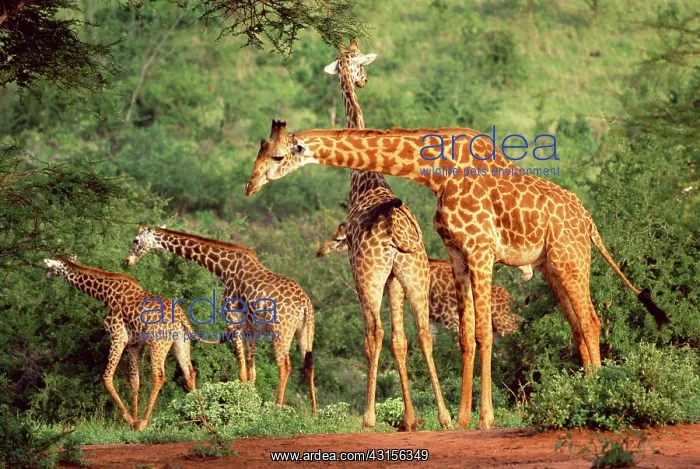 : Maasai Giraffe : Maasai Giraffe