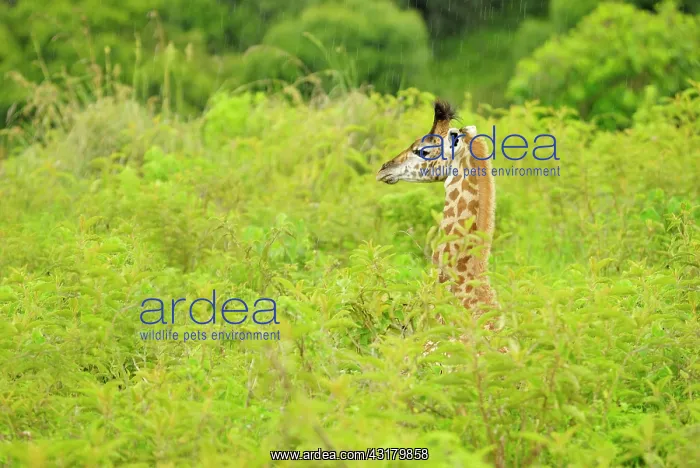 : Maasai Giraffe : Maasai Giraffe
