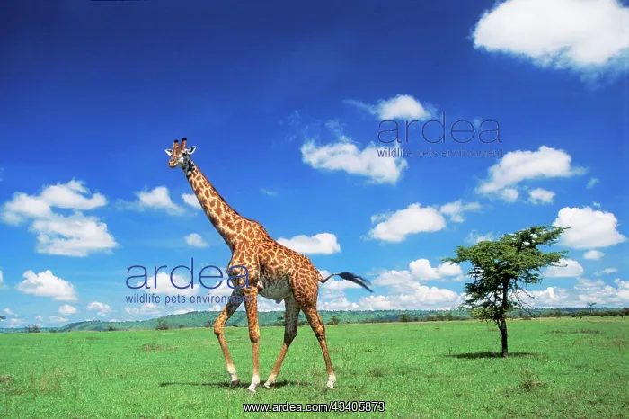  : MAASAI GIRAFFE