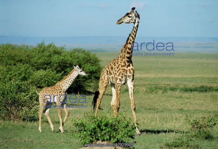 : Maasai GIRAFFE- with baby : Maasai GIRAFFE- with baby
