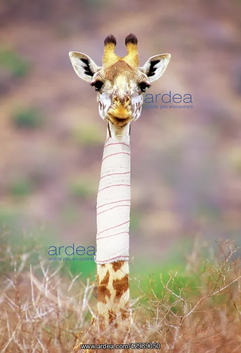  : Maasai Giraffe - with bandage on neck