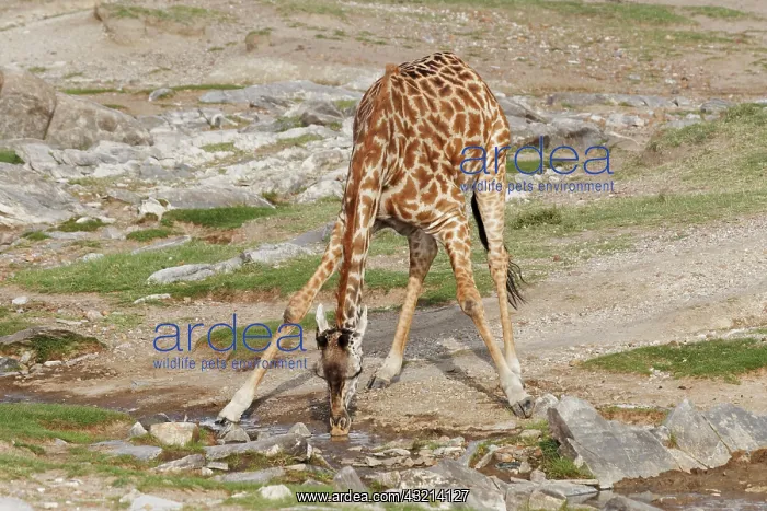 : Maasai Giraffe bent over drinking from stream : Maasai Giraffe bent over drinking from stream