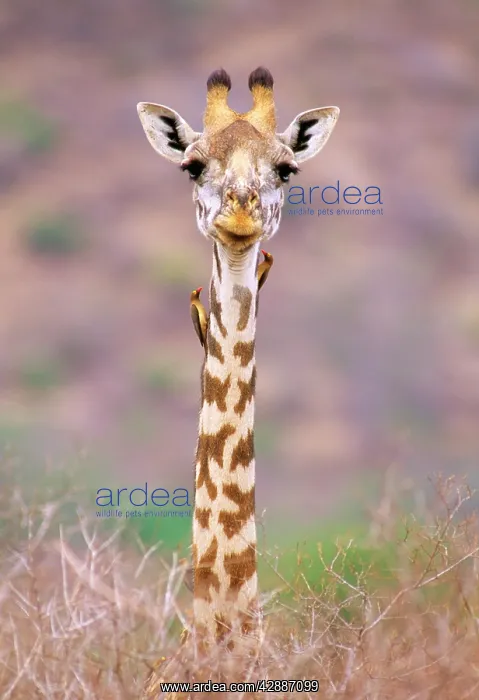  : Maasai Giraffe - with birds on neck
