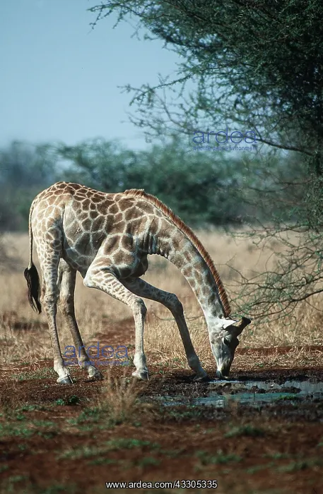 : MAASAI GIRAFFE - Drinking : MAASAI GIRAFFE - Drinking