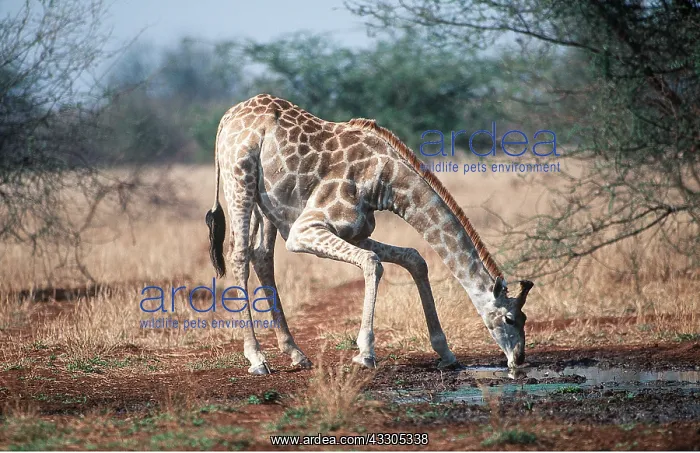 : MAASAI GIRAFFE - Drinking : MAASAI GIRAFFE - Drinking