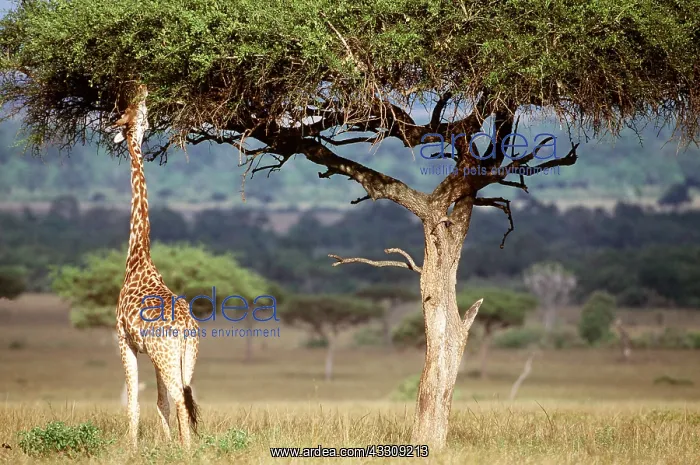  : MAASAI GIRAFFE - eating from Acacia tree