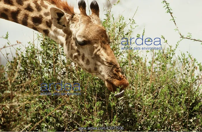 : MAASAI GIRAFFE - Female collecting twigs and leaves : MAASAI GIRAFFE - Female collecting twigs and leaves