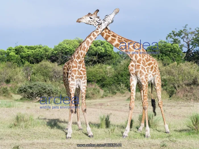  : Maasai Giraffe (Giraffa Camelopardalis Tippelskirchi)
