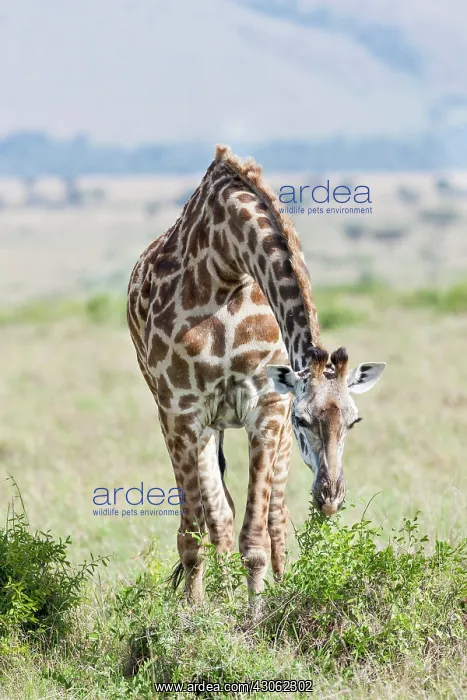 : Maasai Giraffe (Giraffa Camelopardalis Tippelskirchi) : Maasai Giraffe (Giraffa Camelopardalis Tippelskirchi)