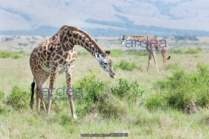 : Maasai Giraffe (Giraffa Camelopardalis Tippelskirchi) : Maasai Giraffe (Giraffa Camelopardalis Tippelskirchi)