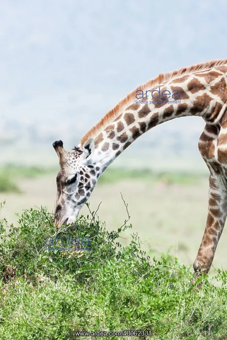 : Maasai Giraffe (Giraffa Camelopardalis Tippelskirchi) : Maasai Giraffe (Giraffa Camelopardalis Tippelskirchi)