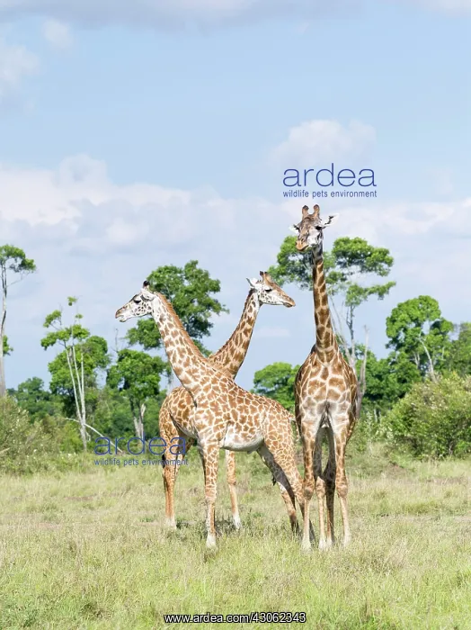 : Maasai Giraffe (Giraffa Camelopardalis Tippelskirchi) : Maasai Giraffe (Giraffa Camelopardalis Tippelskirchi)