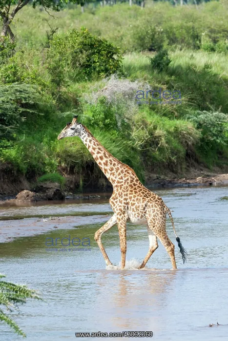 : Maasai Giraffe (Giraffa Camelopardalis Tippelskirchi) : Maasai Giraffe (Giraffa Camelopardalis Tippelskirchi)