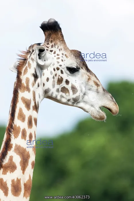 : Maasai Giraffe (Giraffa Camelopardalis Tippelskirchi) : Maasai Giraffe (Giraffa Camelopardalis Tippelskirchi)