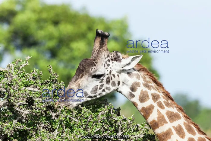 : Maasai Giraffe (Giraffa Camelopardalis Tippelskirchi) : Maasai Giraffe (Giraffa Camelopardalis Tippelskirchi)