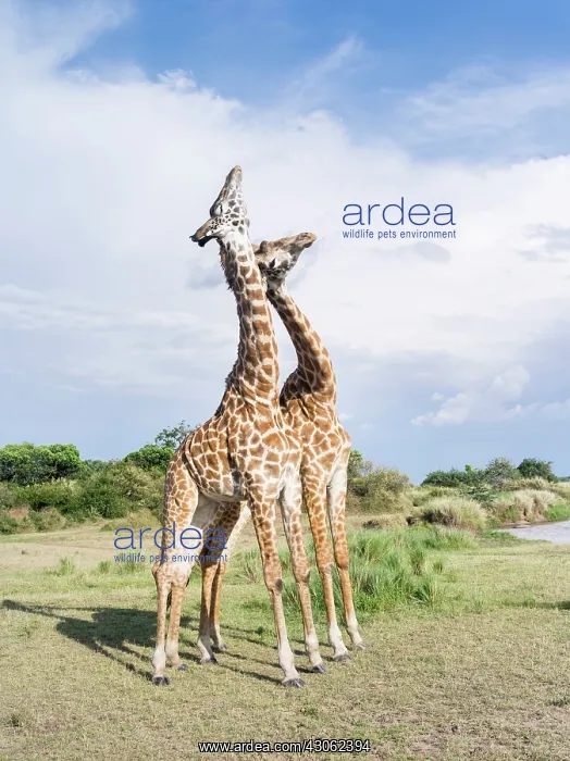 : Maasai Giraffe (Giraffa Camelopardalis Tippelskirchi) : Maasai Giraffe (Giraffa Camelopardalis Tippelskirchi)