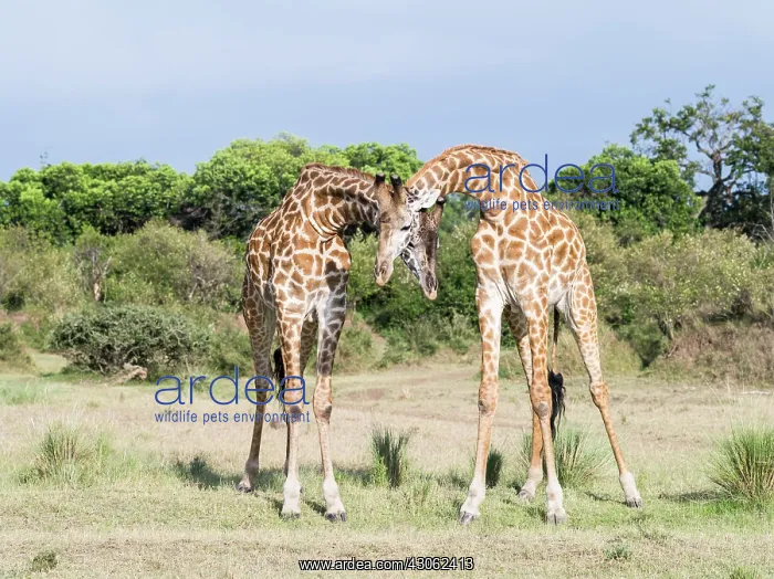 : Maasai Giraffe (Giraffa Camelopardalis Tippelskirchi) : Maasai Giraffe (Giraffa Camelopardalis Tippelskirchi)