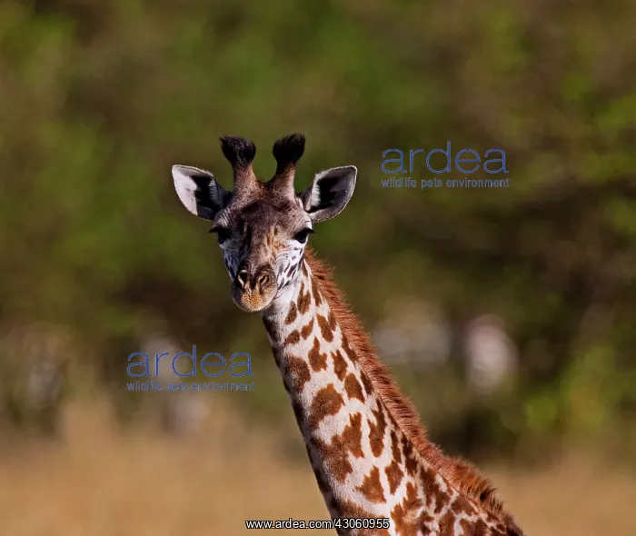  : Maasai Giraffe (Giraffe Tippelskirchi) as