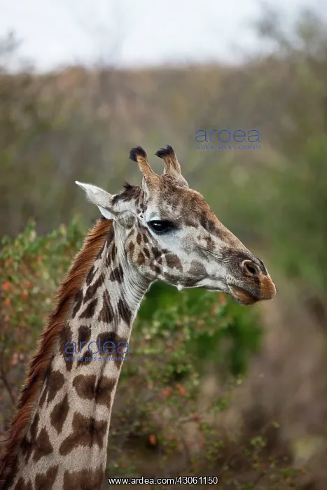  : Maasai Giraffe (Giraffe Tippelskirchi) as