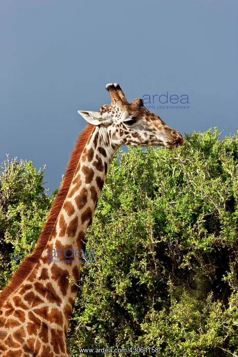 : Maasai Giraffe (Giraffe Tippelskirchi) as : Maasai Giraffe (Giraffe Tippelskirchi) as