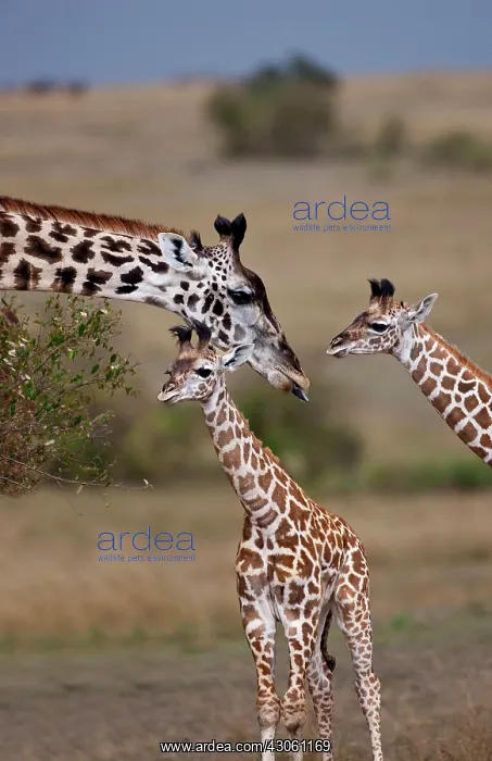 : Maasai Giraffe (Giraffe Tippelskirchi) as : Maasai Giraffe (Giraffe Tippelskirchi) as